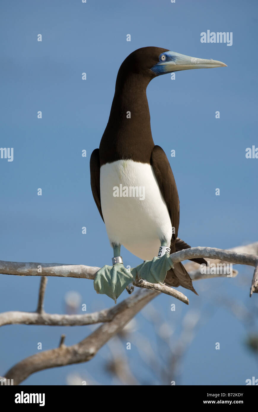 Un marrone Booby (Sula leucogaster) si appoggia in una struttura ad albero su Bird Island, il Parco Naturale di Tubbataha Reef, Mare di Sulu, Palawan Filippine Foto Stock