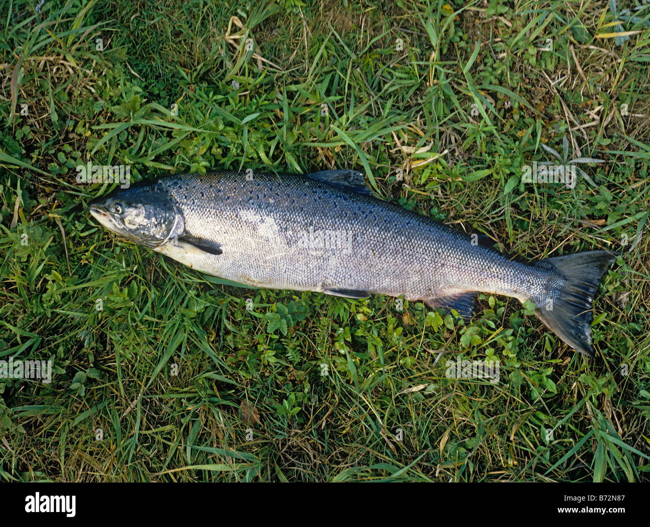 Un grande autunno salmone dal fiume Tay Perthshire REGNO UNITO Foto Stock