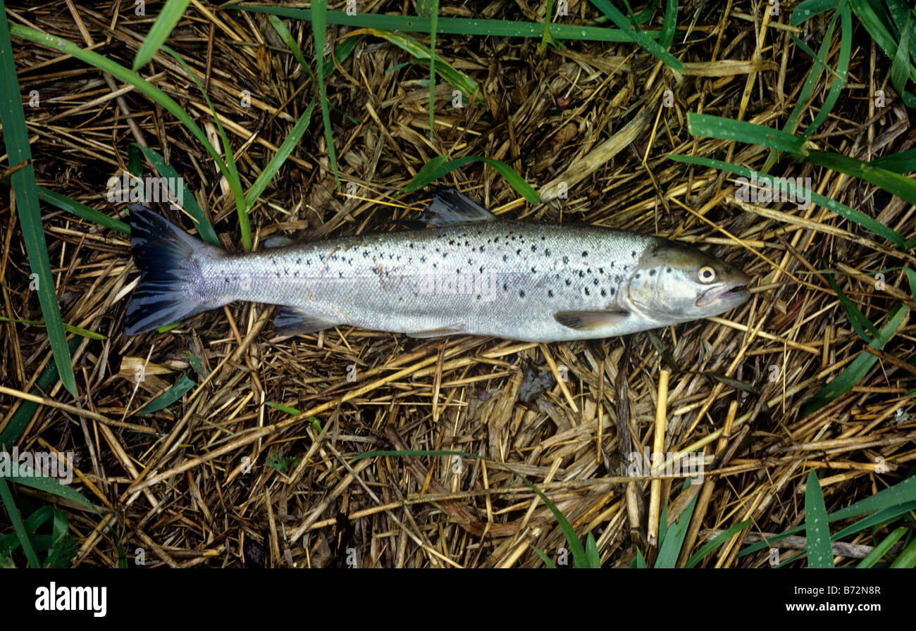 Trota di mare, fiume Don, Aberdeenshire. Non provino lungo fino dal mare. Fotografato 8 Giugno Foto Stock