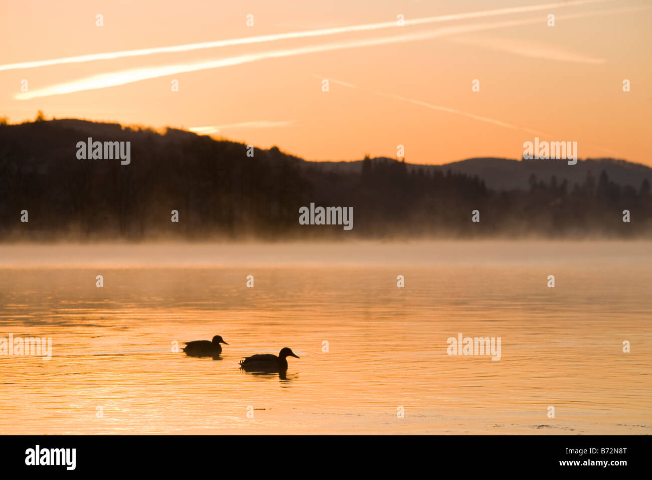 Sentieri di vapore o Contrails oltre un mattino cielo vicino a Ambleside Cumbria Regno Unito con le anatre sul Lago di Windermere in primo piano Foto Stock