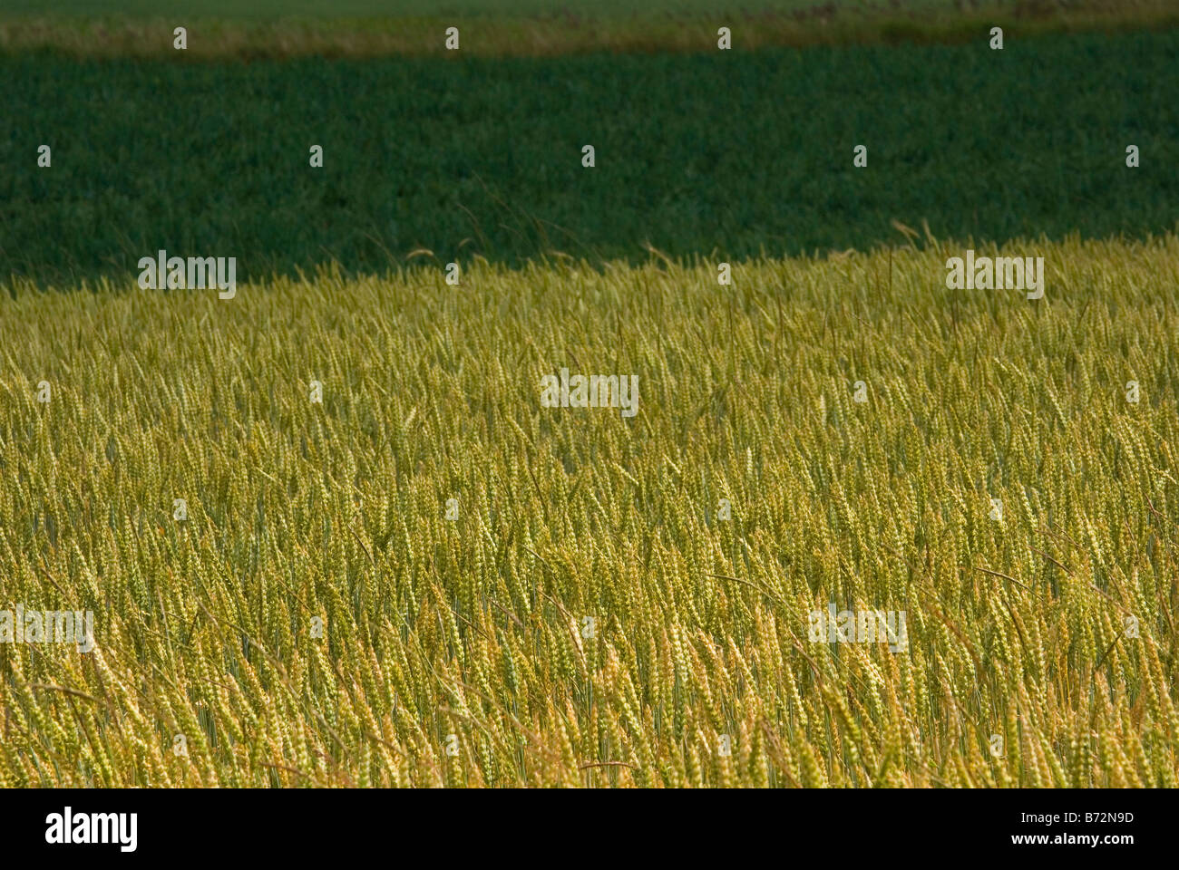 Un maturo campo di grano combinazione con altre culture Foto Stock