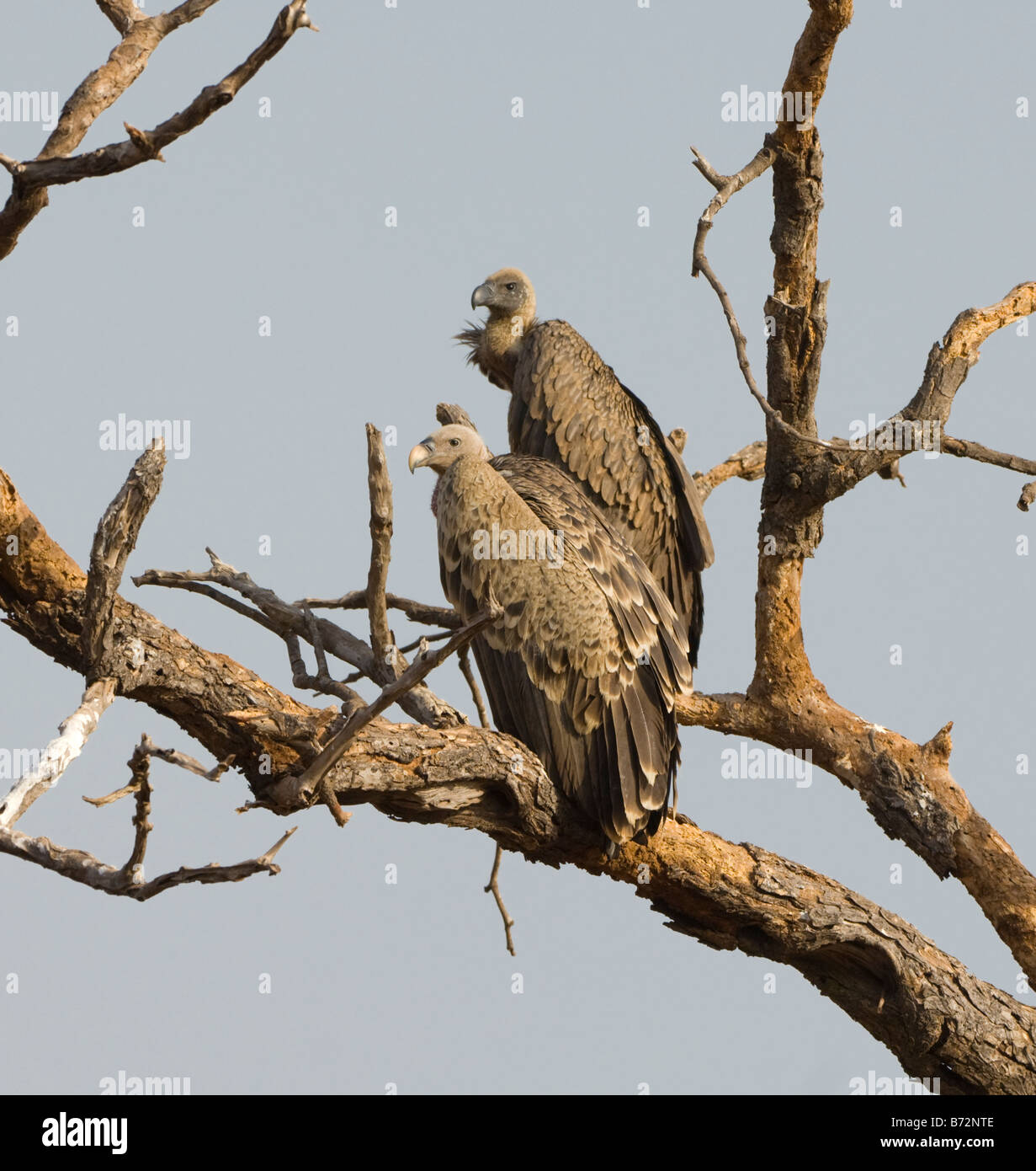 Ruppell s'avvoltoio grifone Gyps rueppellii selvatica Foto Stock