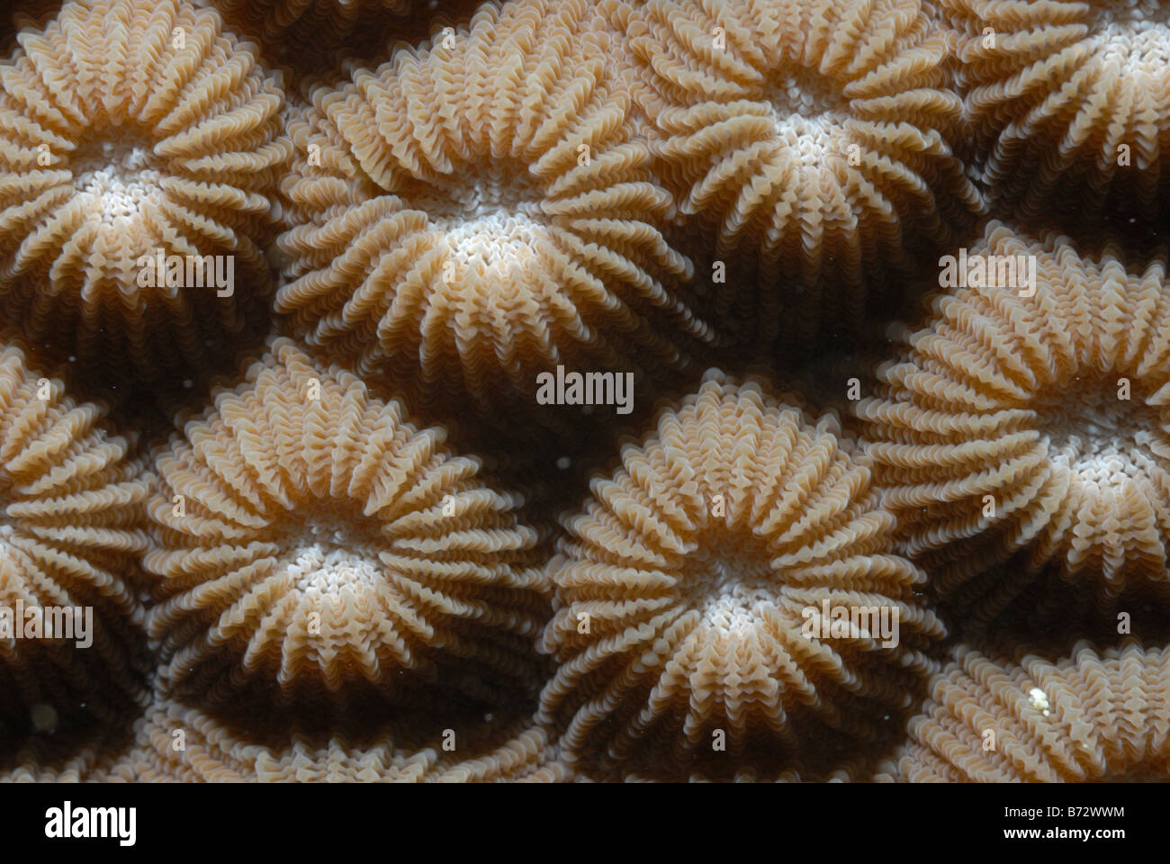 Stony Coral Diploastrea heliopora Mahe, Seychelles, Oceano Indiano Foto Stock