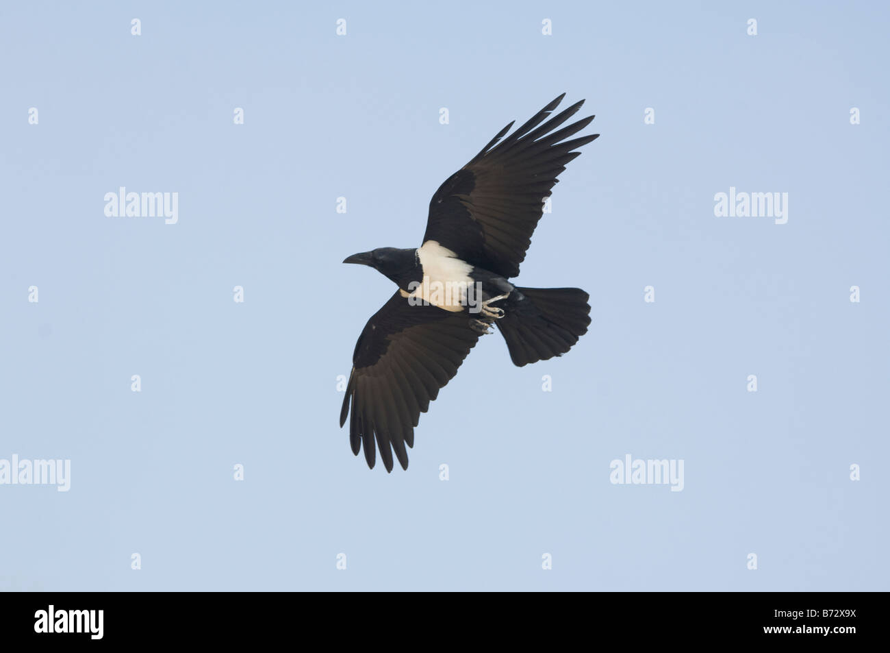 Pied Crow Corvus albus Foto Stock