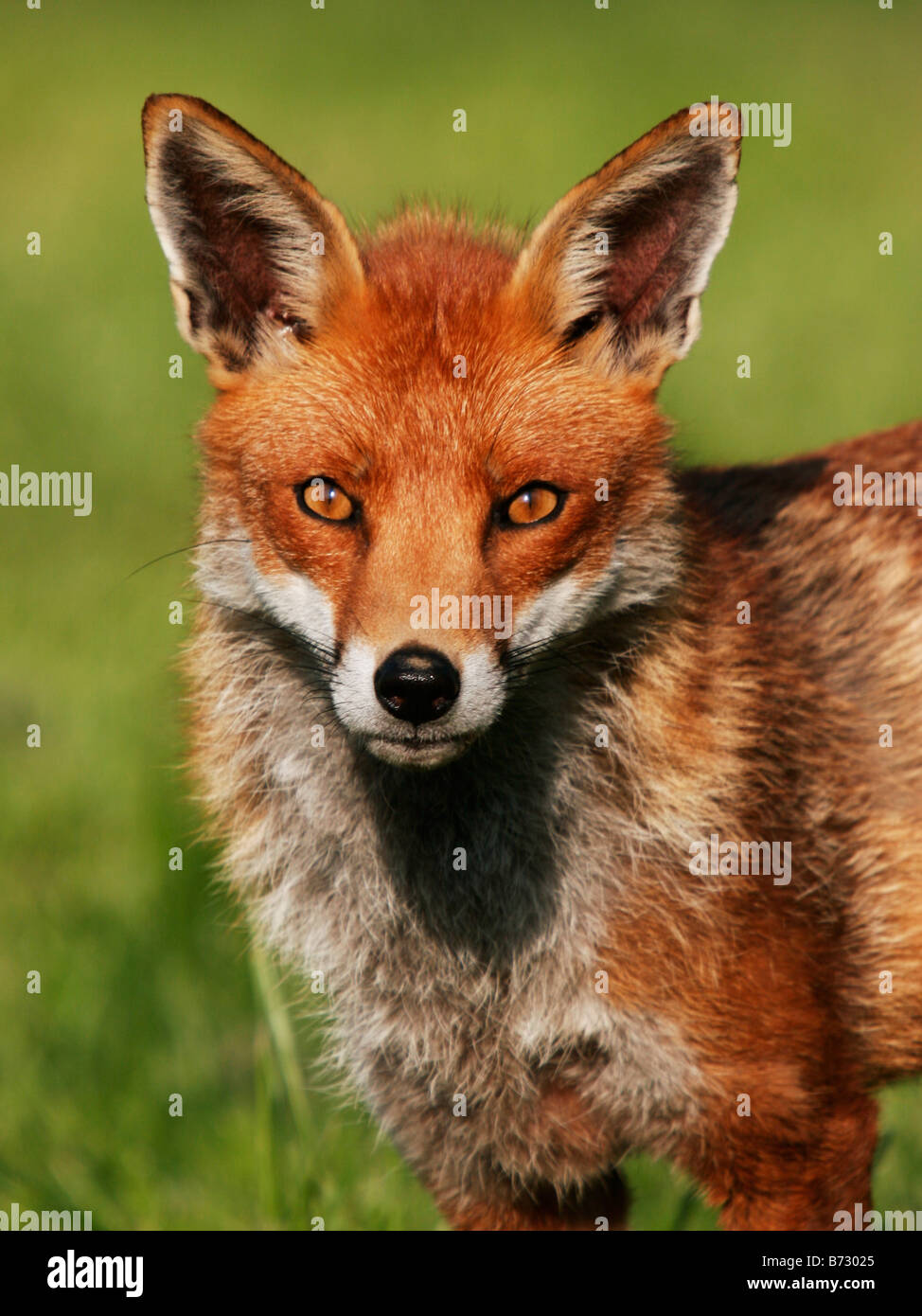 Ritratto di un captive Red Fox presso il British Centro faunistico Foto Stock