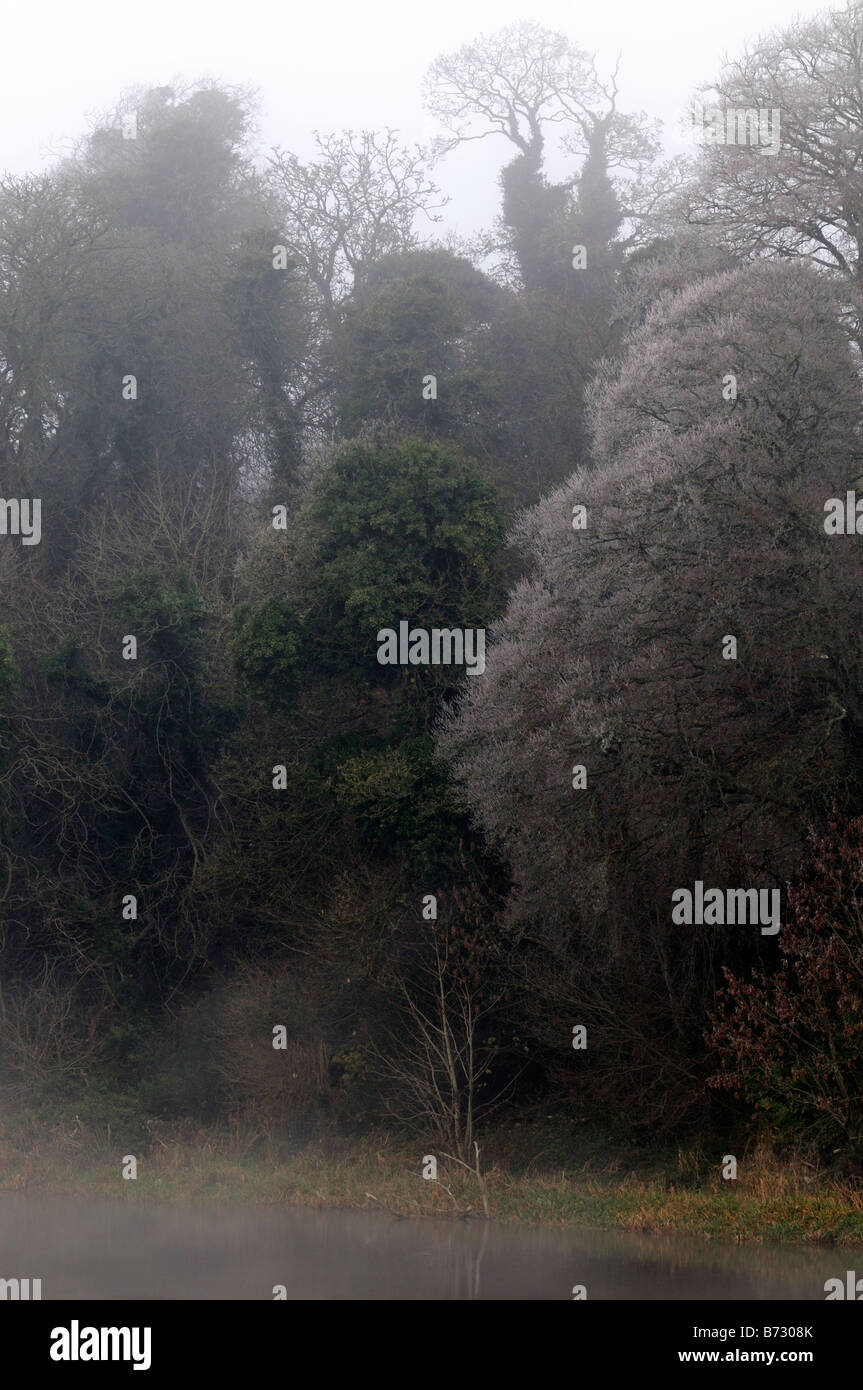 Il congelamento nebbia avvolge gli alberi con la brina presso la diga sul fiume Boyne a Kells County Meath Irlanda Foto Stock