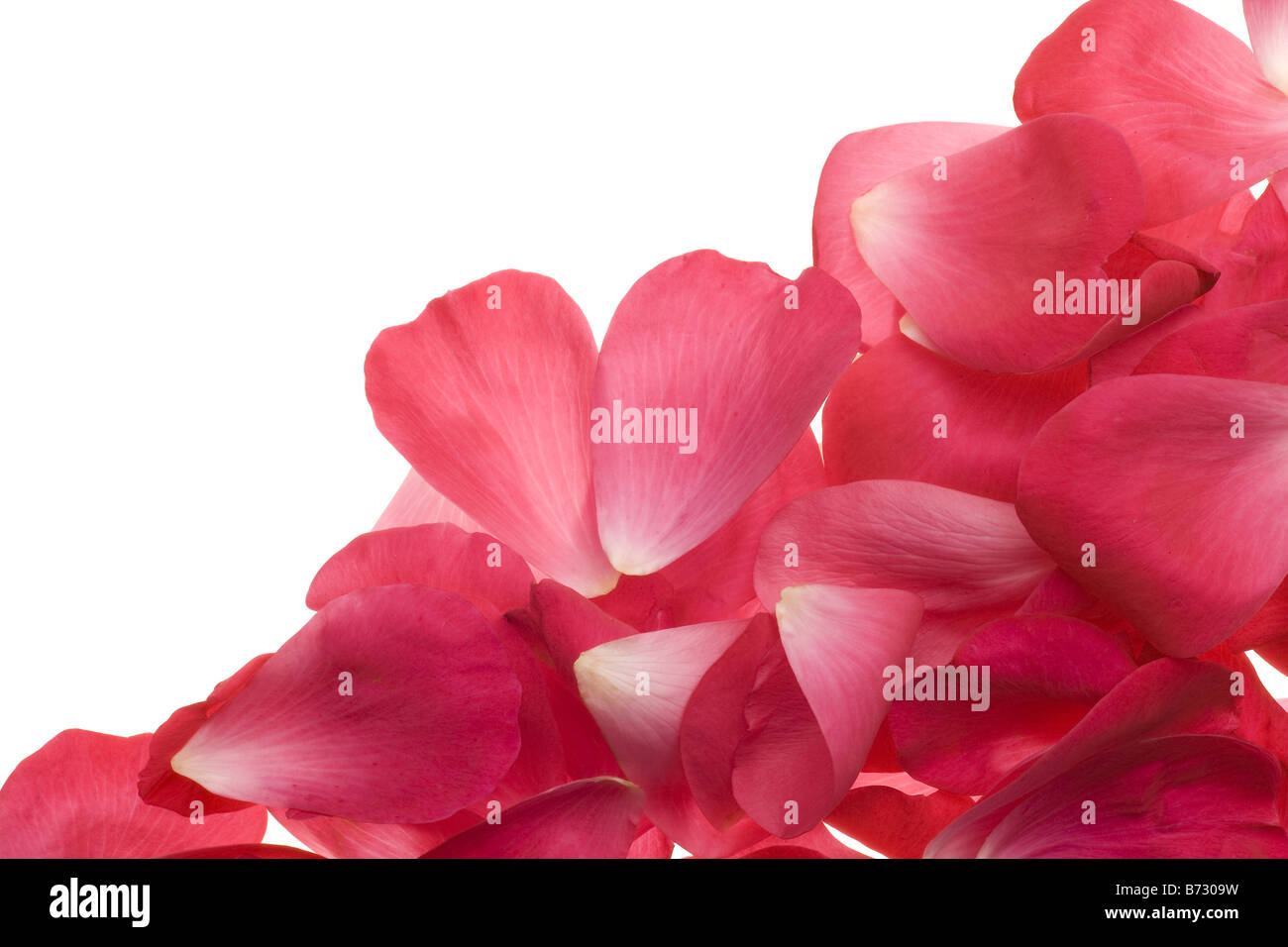 Giardino rosa petali di rosa disposti come sfondo Foto Stock