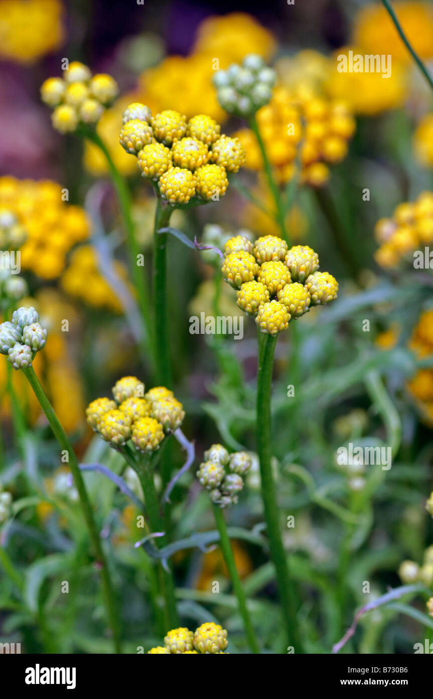 Lonas inodora 'Gold Rush' giallo fiore ageratum Foto Stock