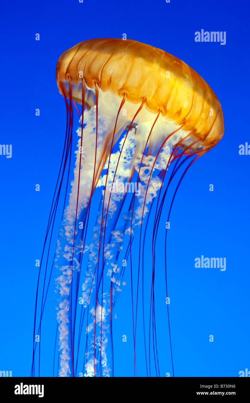 Pacifico mare Meduse di ortica Monterey Bay Aquarium, California. Foto Stock