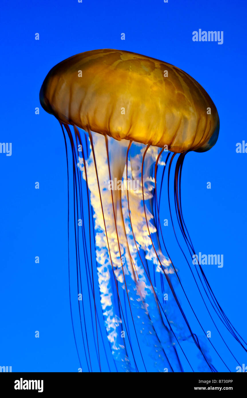 Pacifico mare Meduse di ortica Monterey Bay Aquarium, California. Foto Stock