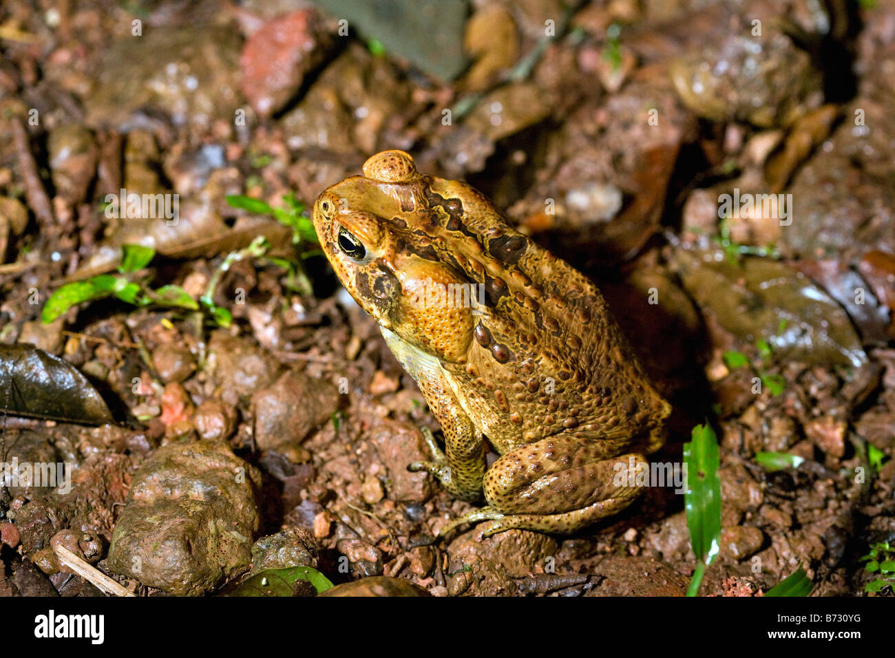 Il Suriname, Brownsweg, Brownsberg Parco Nazionale. Tipo di rospo. Foto Stock
