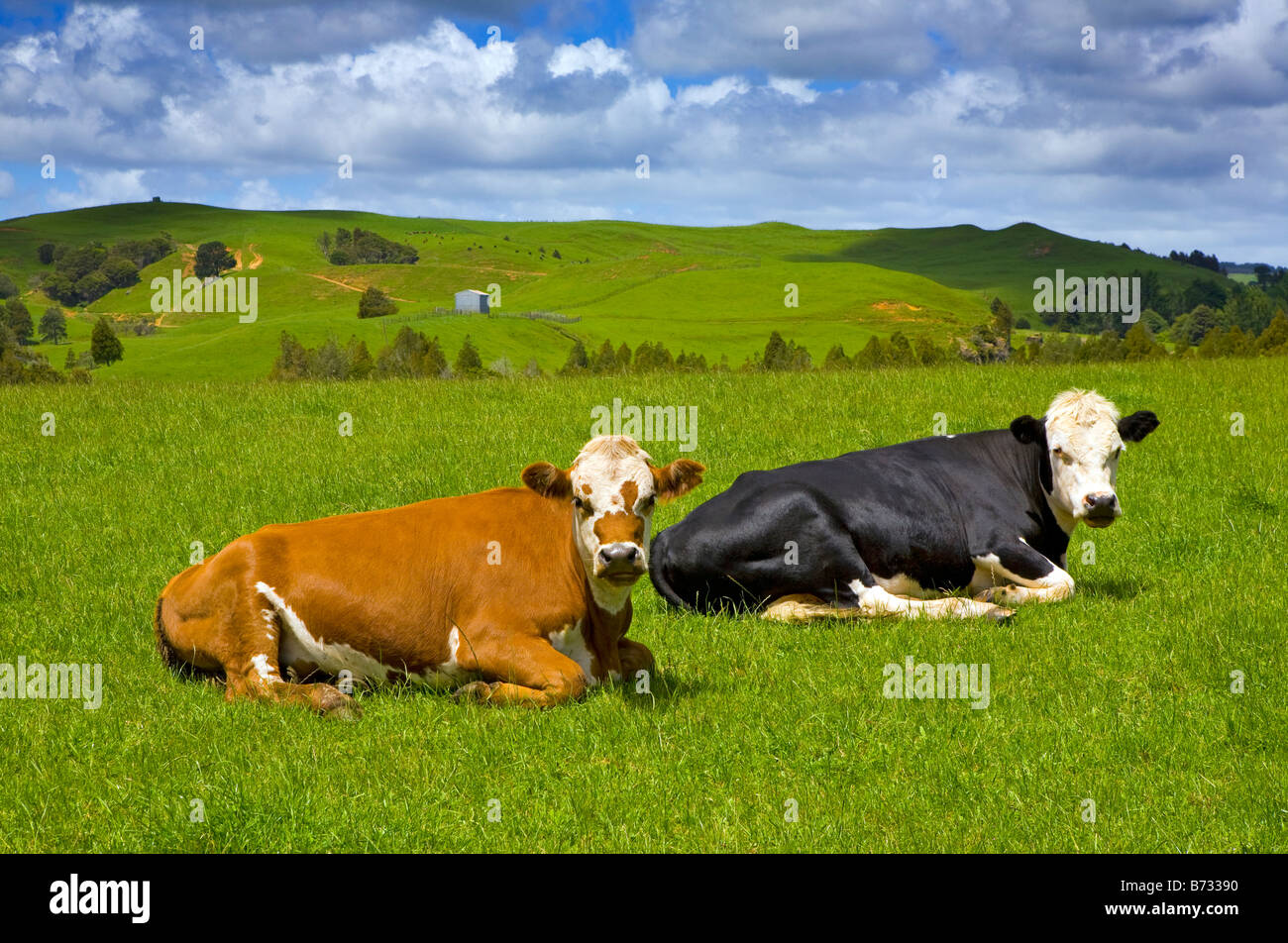 Le mucche in appoggio in campagna. Nuova Zelanda, Isola del nord di Auckland. Foto Stock