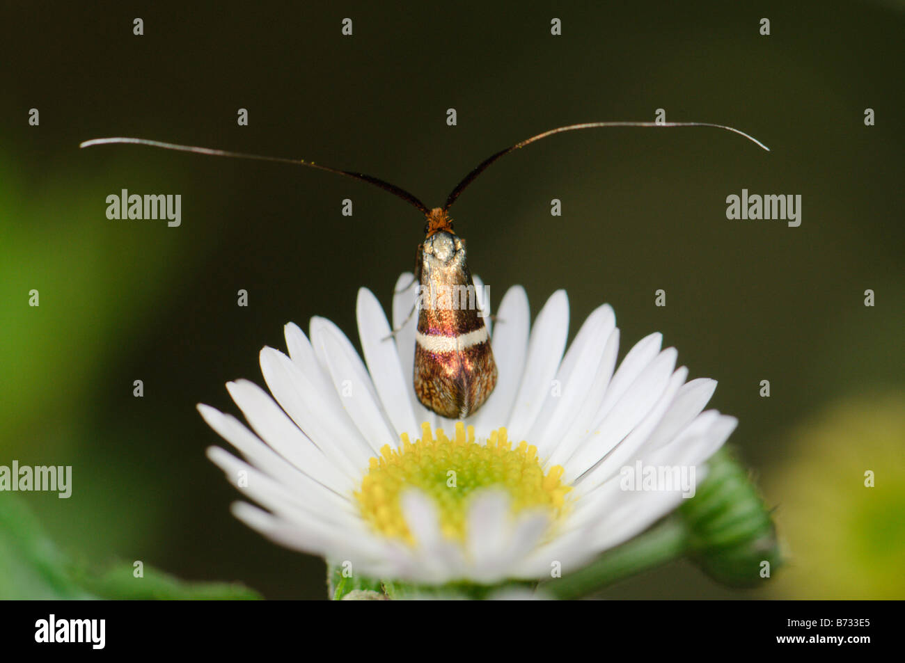 Lunghe antenne moth su un giardino daisy, Spagna Foto Stock