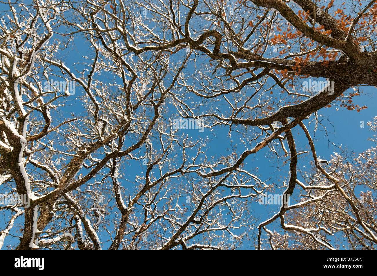 Coperta di neve alberi di quercia, sud-Touraine, Francia. Foto Stock