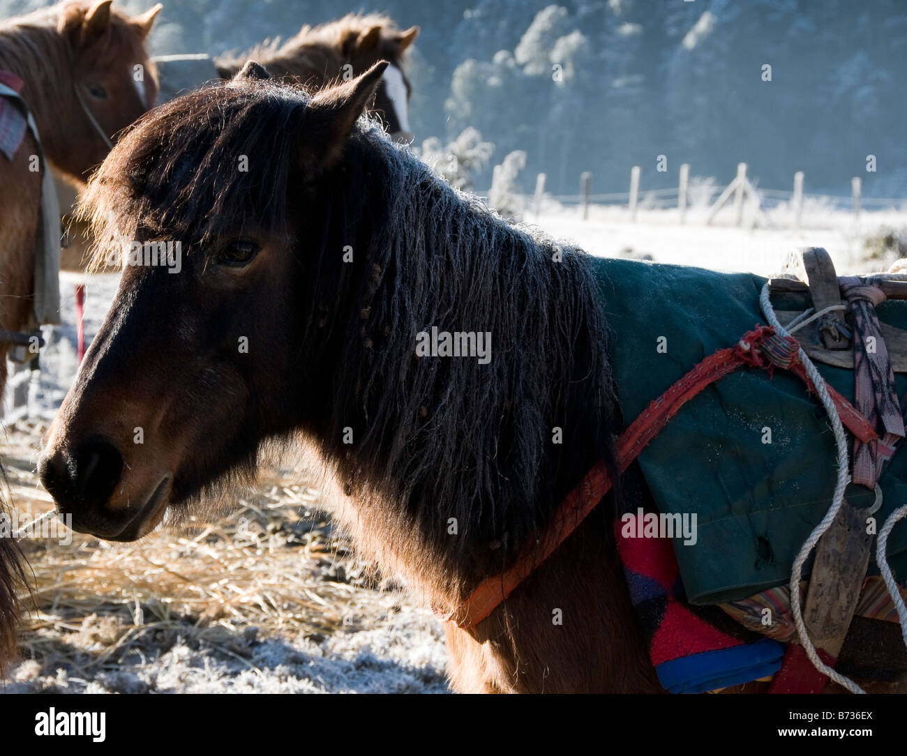 Trekking a cavallo in condizioni di congelamento a sunrise in Bhutan Foto Stock