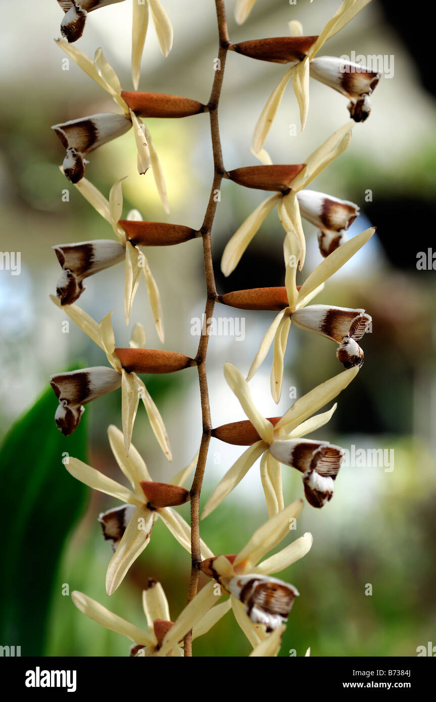 Coelogyne dayana orchid flower spike bianco marrone Foto Stock