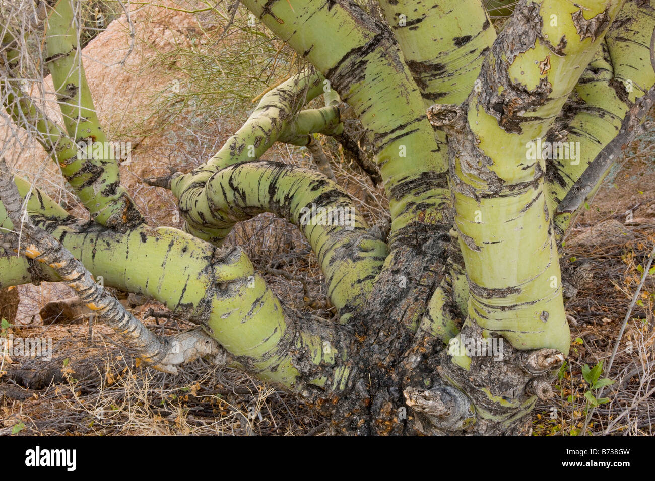 Pedemontana o giallo Palo Verde Parkinsonia microphylla Cercidium microphyllum vecchi tronchi Arizona Foto Stock