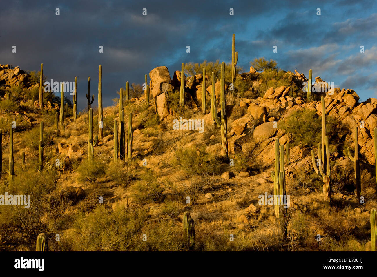 Cactus giganti o Saguaro Carnegiea gigantea nel Parco nazionale del Saguaro west Deserto Sonoran Arizona USA Foto Stock