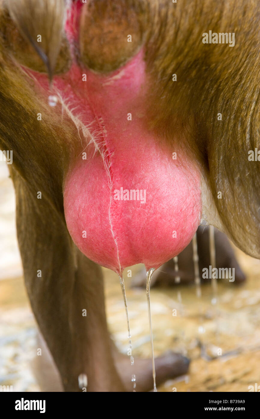 Un giapponesi Macaque monkey's testicoli da una primavera calda nel Jigokudani Monkey Park a Nagano, Giappone. Foto Stock