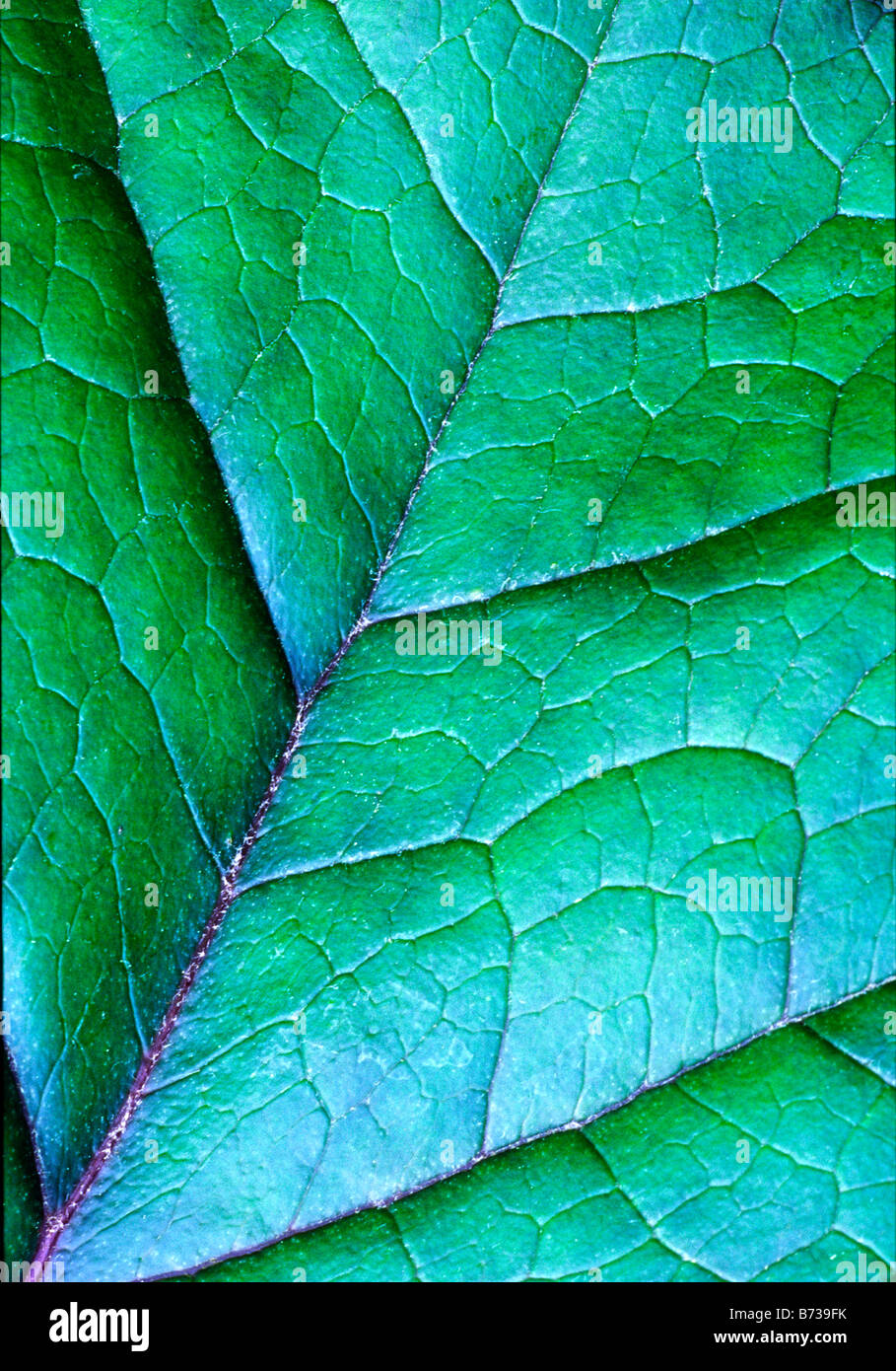 Ligularia Dentata Leaf Foto Stock