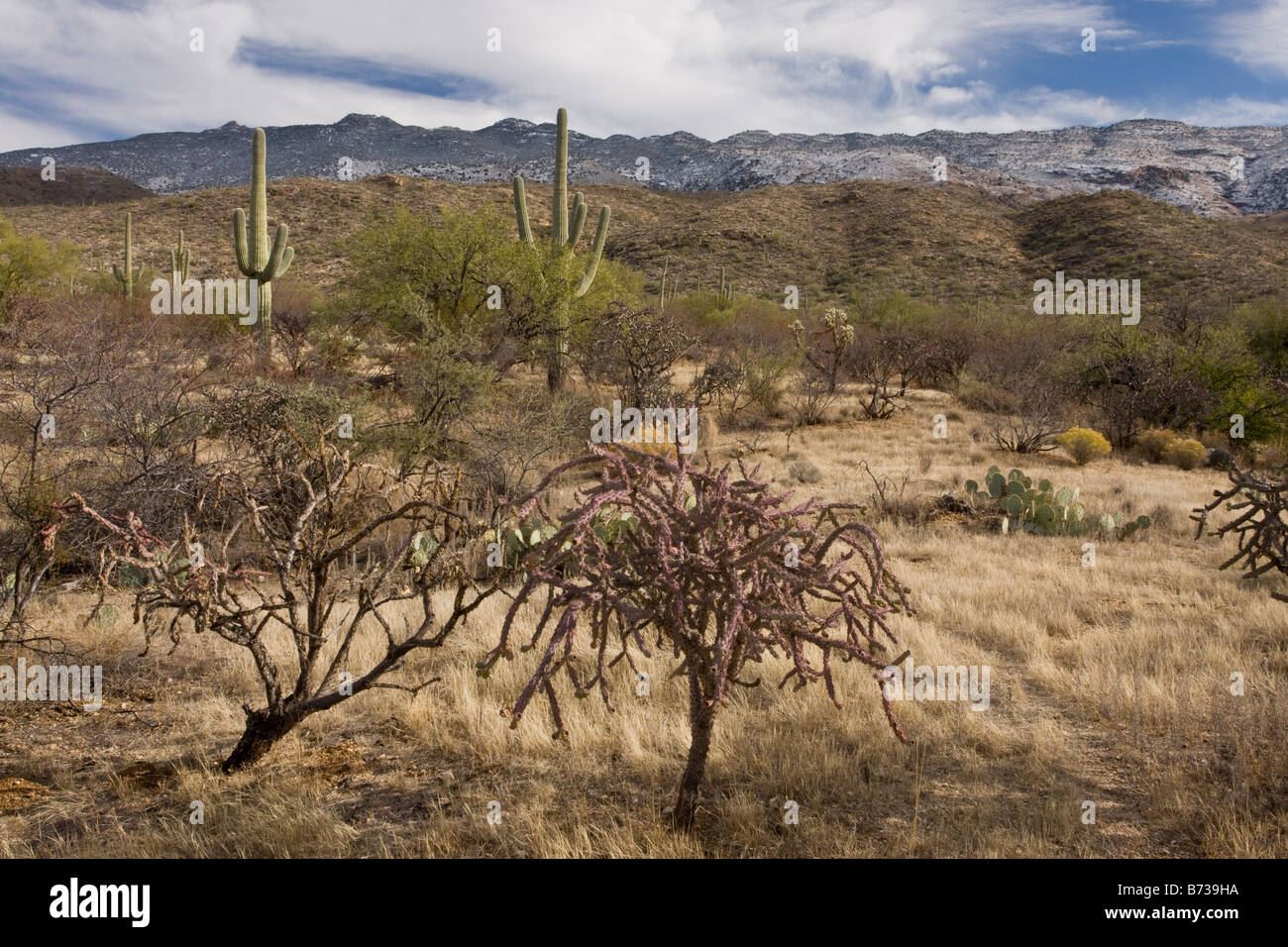 Cactus Saguaro Carnegiea gigantea nel Parco nazionale del Saguaro east sezione Arizona Foto Stock