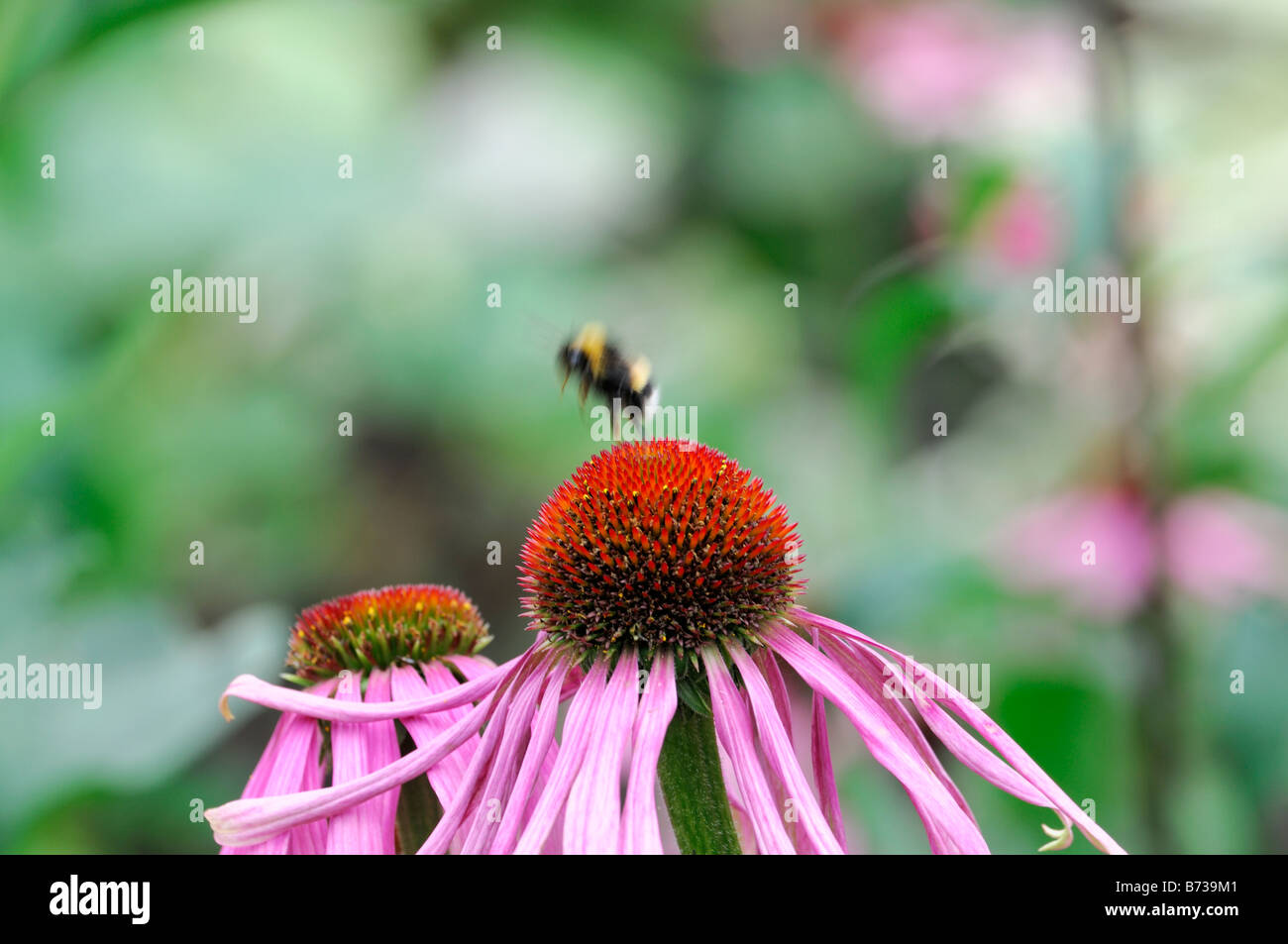 Echinacea pallida viola chiaro Coneflower honey bee alimentazione alimentazione raccolgono nettare di raccolta del polline di impollinazione Foto Stock