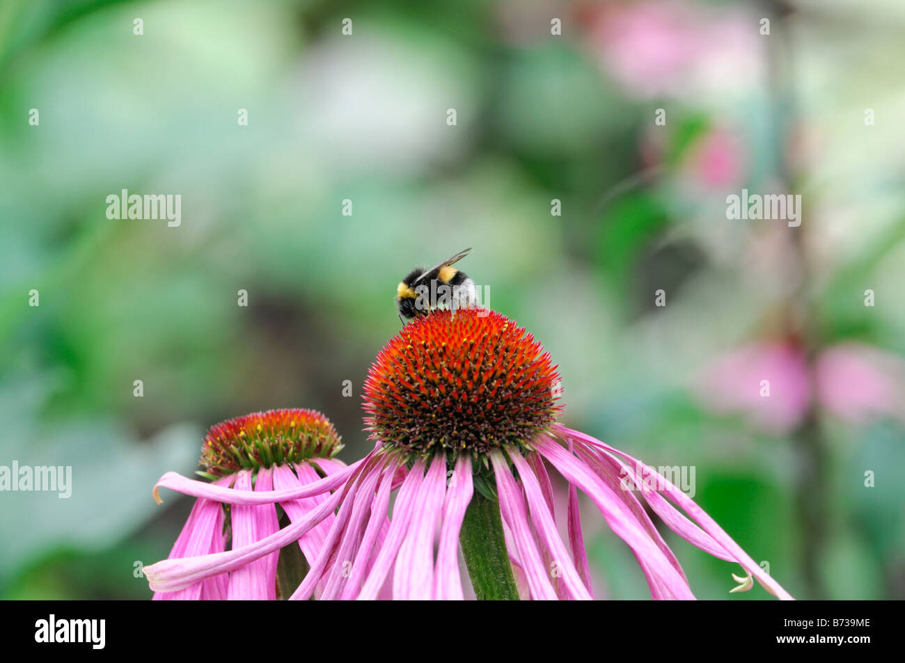 Echinacea pallida viola chiaro Coneflower honey bee alimentazione alimentazione raccolgono nettare di raccolta del polline di impollinazione Foto Stock