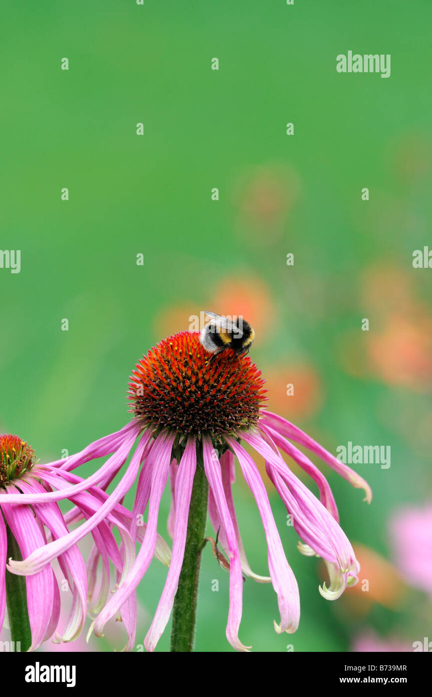 Echinacea pallida viola chiaro Coneflower honey bee alimentazione alimentazione raccolgono nettare di raccolta del polline di impollinazione Foto Stock