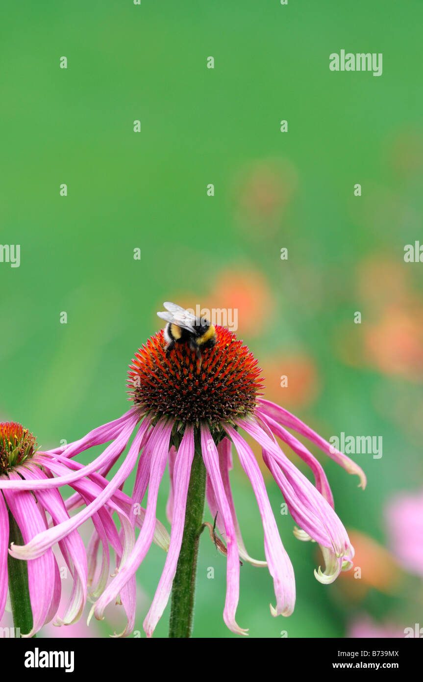 Echinacea pallida viola chiaro Coneflower honey bee alimentazione alimentazione raccolgono nettare di raccolta del polline di impollinazione Foto Stock