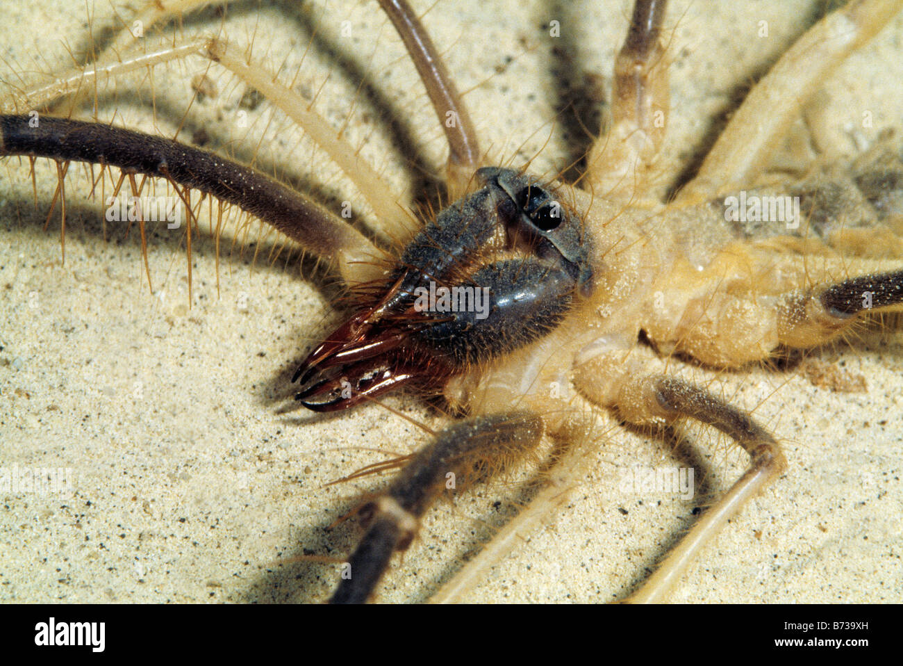 Solifugid o Sun Spider, Bahrein, Golfo Arabico Foto Stock