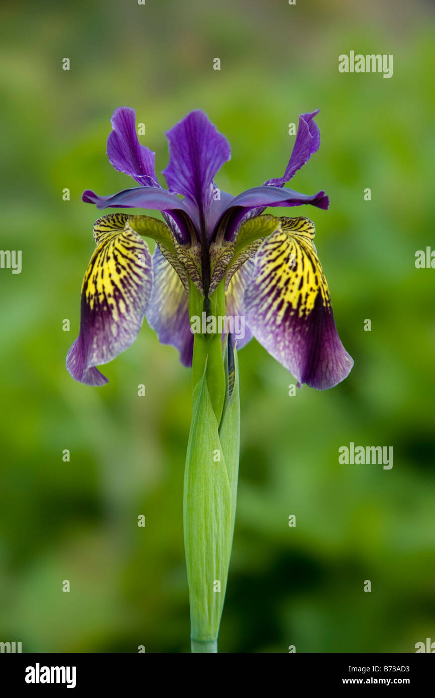 Iris blu con centro di colore giallo scuro con venature di colore viola. Foto Stock