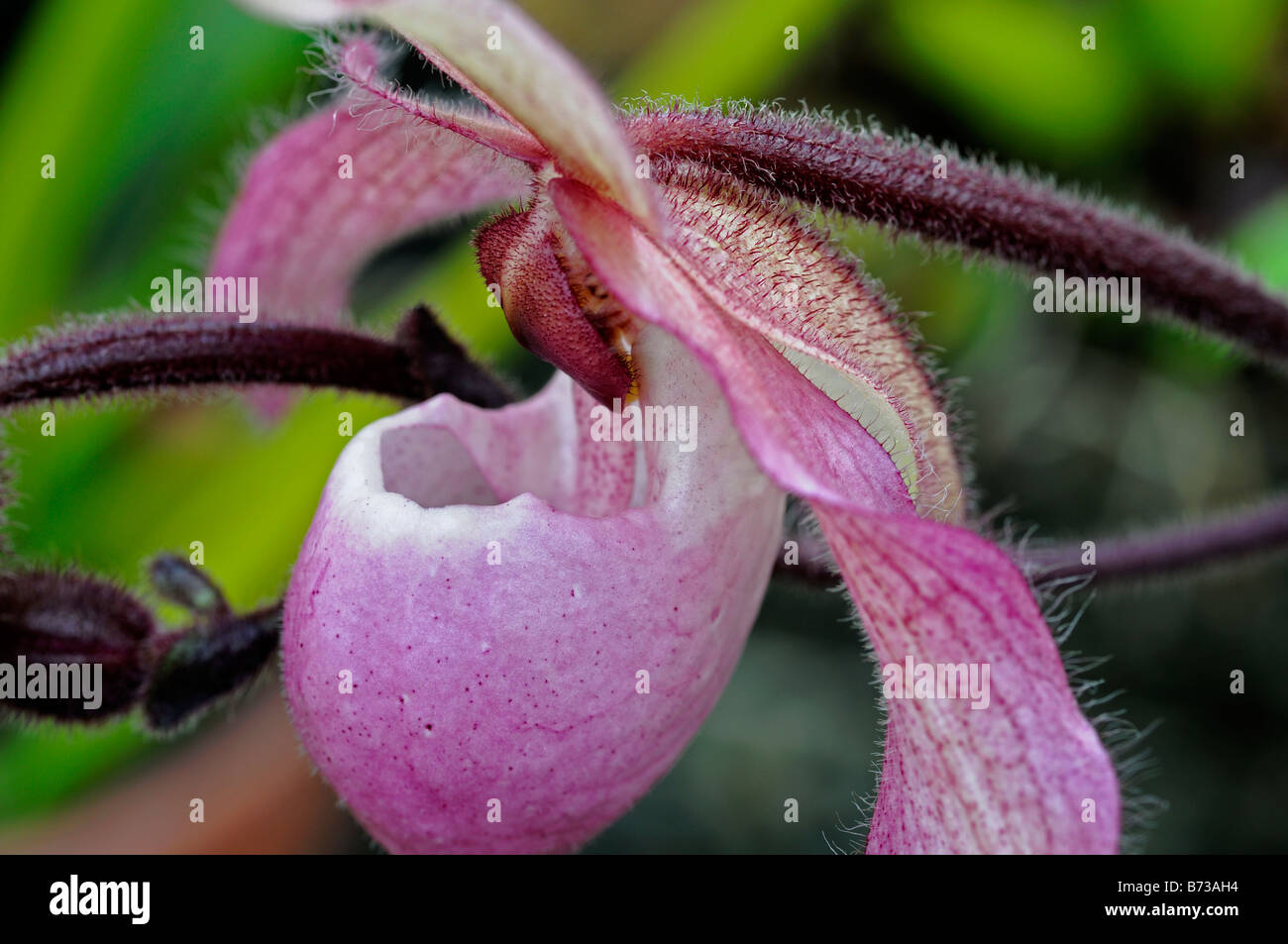 Phragmipedium phrag Orchid singolo fiore rosa verde fogliame Scarpetta di Venere Foto Stock