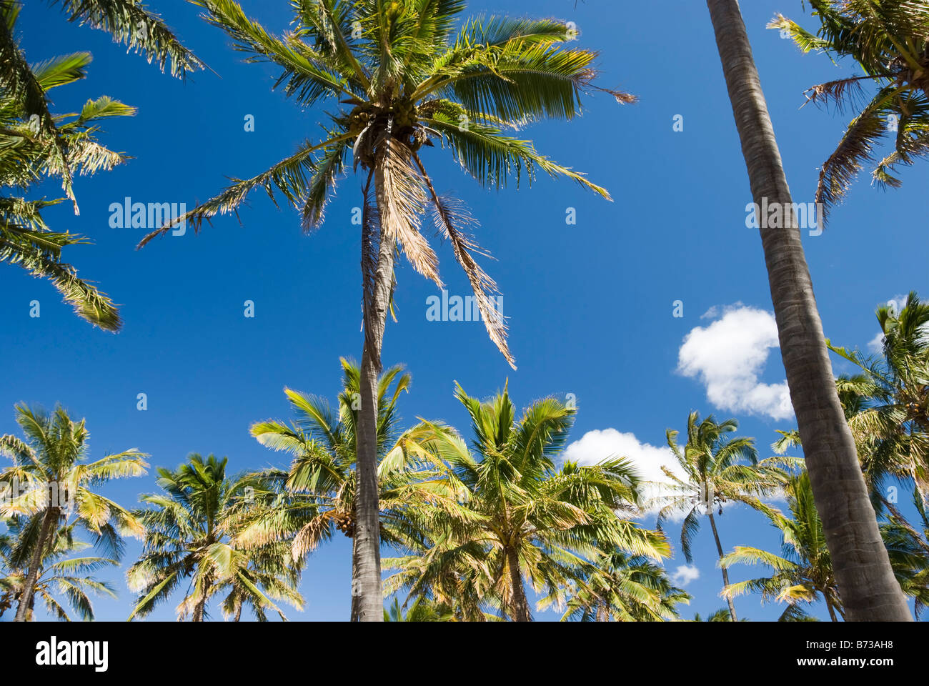 Le palme sulla spiaggia, l'isola di pasqua, Cile Foto Stock