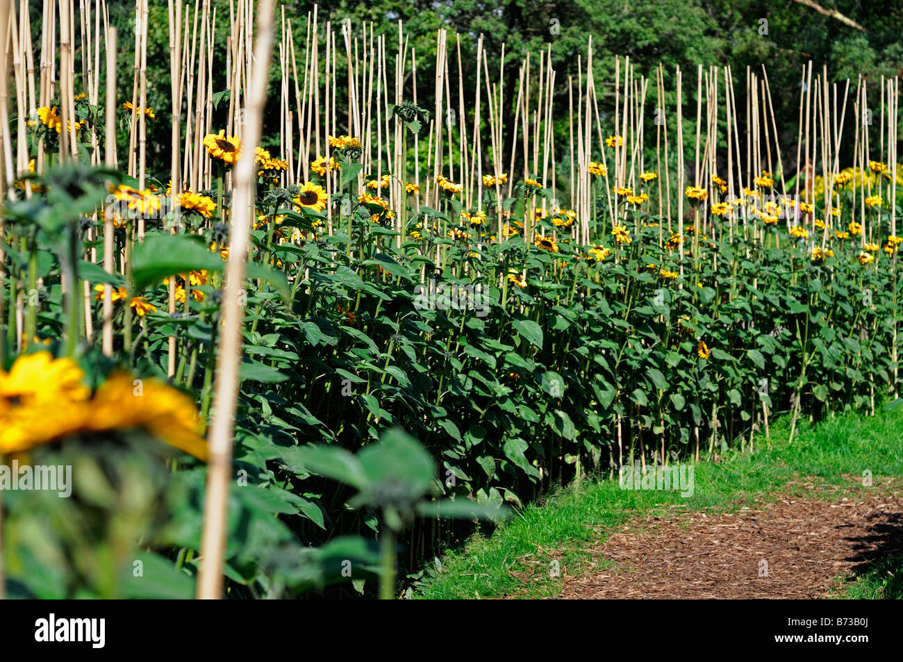 Girasole Helianthus annuus maze supporto supportato treno canna di bambù blossom blooming Asteraceae Compositae Asteridae Asterales Foto Stock