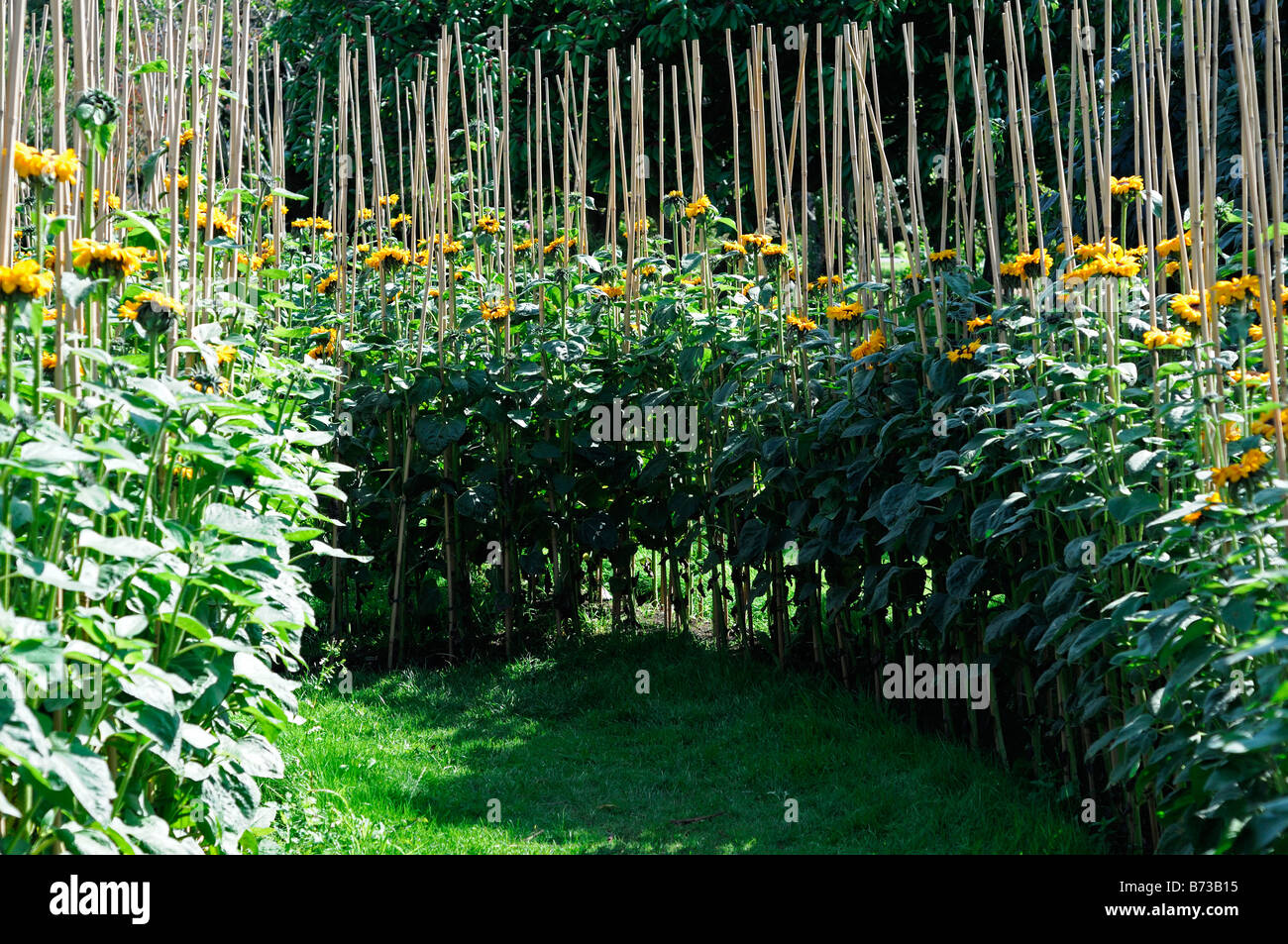 Girasole Helianthus annuus maze supporto supportato treno canna di bambù blossom blooming Asteraceae Compositae Asteridae Asterales Foto Stock