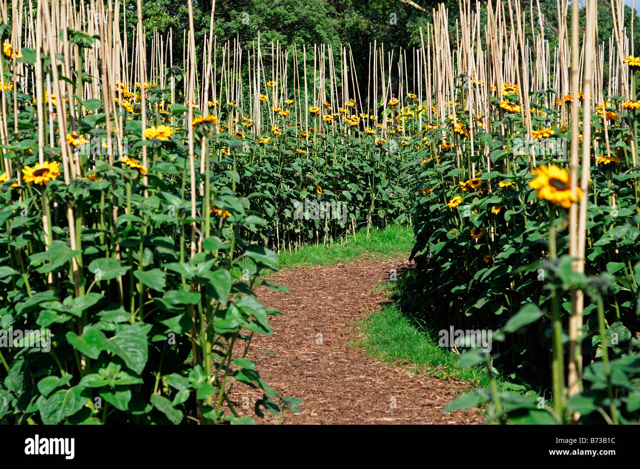 Girasole Helianthus annuus maze supporto supportato treno canna di bambù blossom blooming Asteraceae Compositae Asteridae Asterales Foto Stock