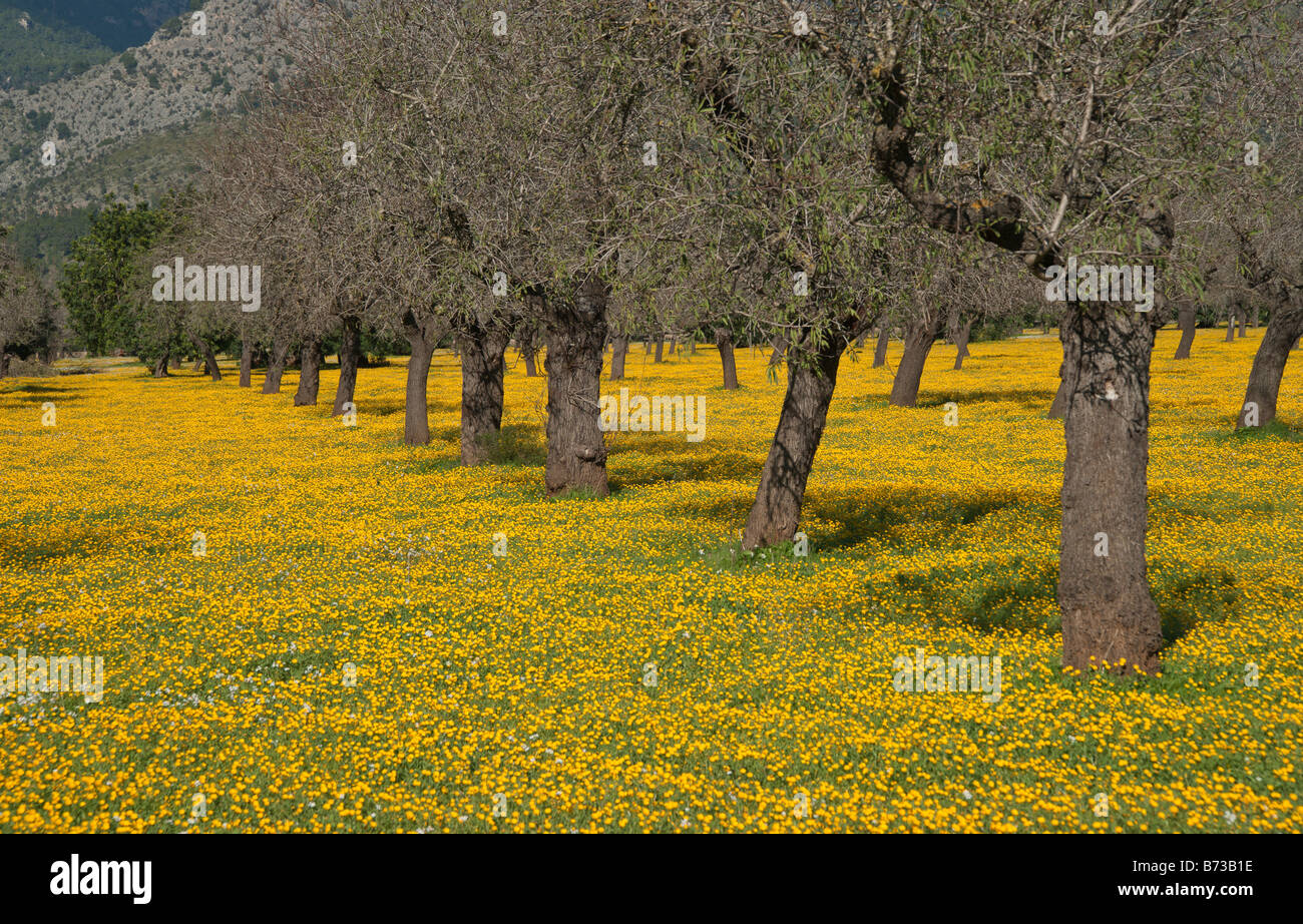 Mallorca un boschetto di mandorla con fiori selvatici in novembre a Esgleieta a nord di Palma Foto Stock