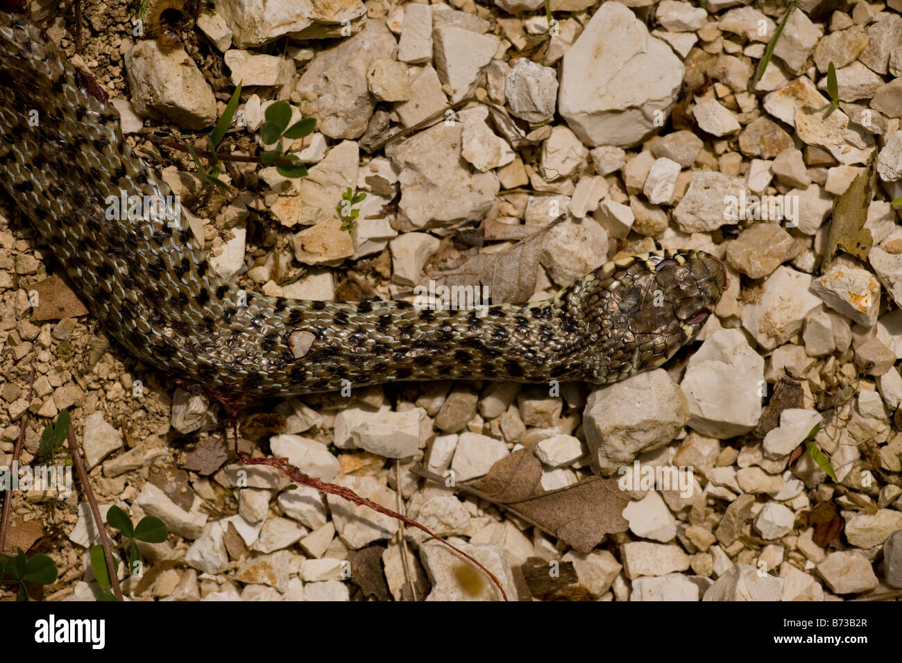Frusta balcanica Snake Coluber gemonensis come un incidente stradale nord occidentale della Grecia Foto Stock
