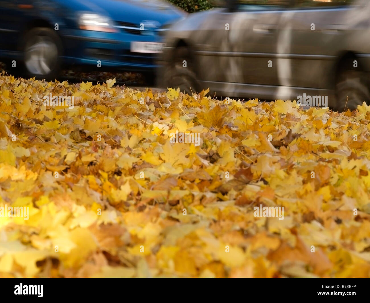 Due vetture sono movibili in direzioni opposte un suolo coperto di colore giallo con foglie di acero in Norwich ,REGNO UNITO Foto Stock