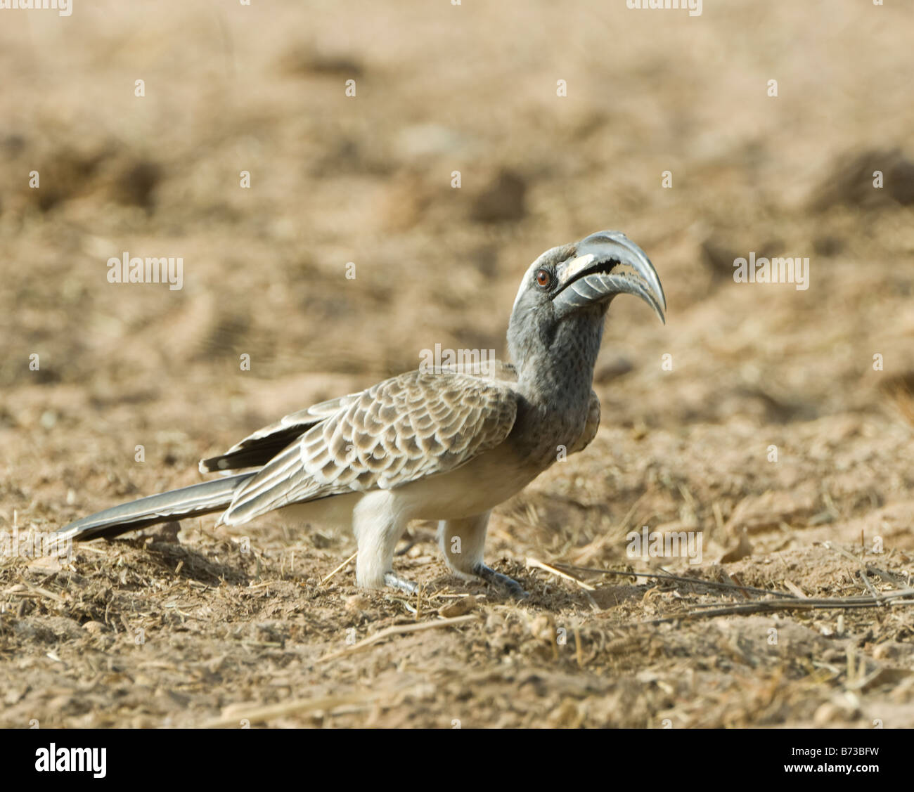 Grigio africano Hornbill Tockus nasutus selvatica Foto Stock