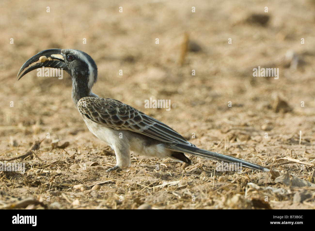 Grigio africano Hornbill Tockus nasutus selvatica Foto Stock