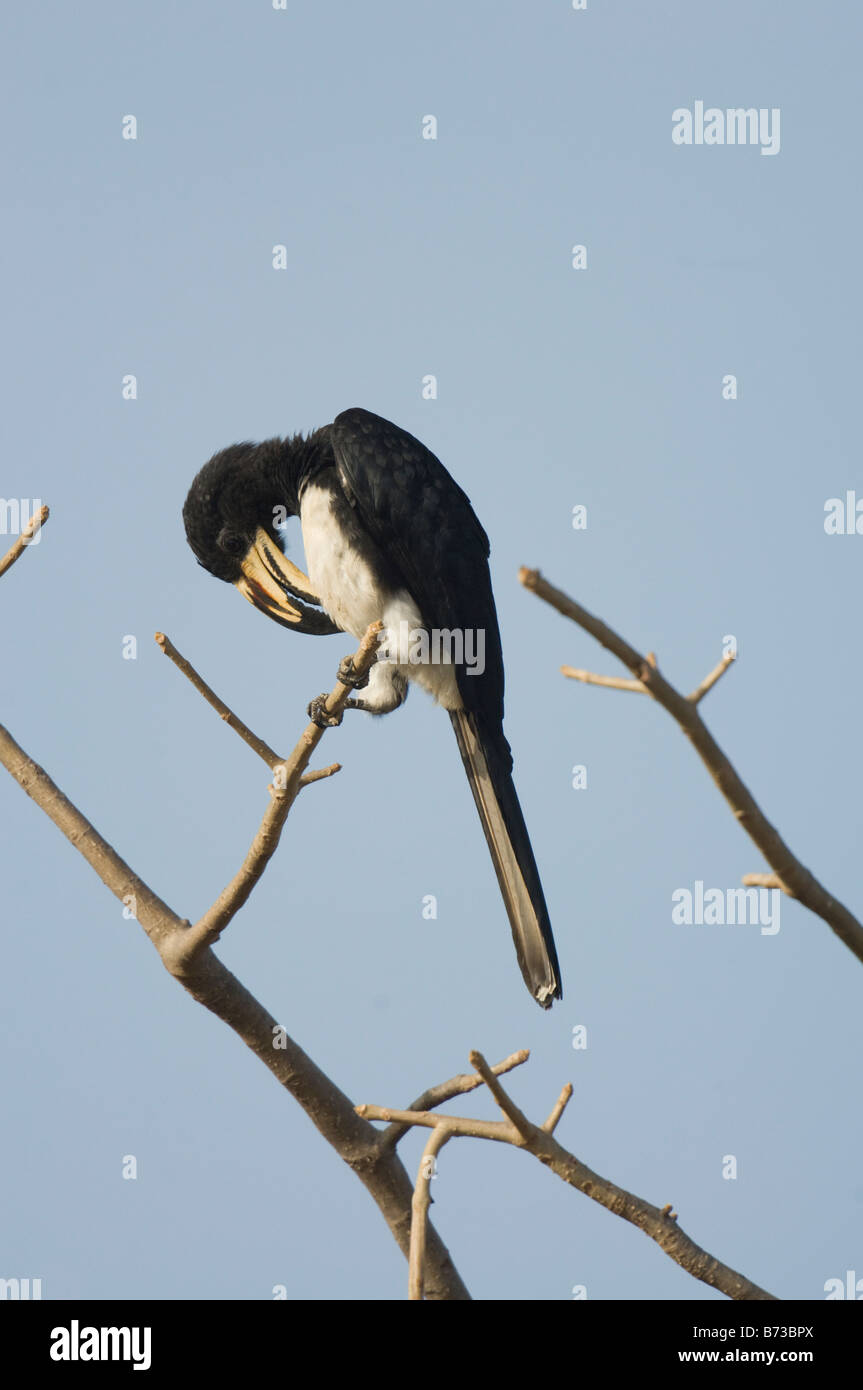 African Pied Hornbill Tockus fasciatus selvatica Foto Stock