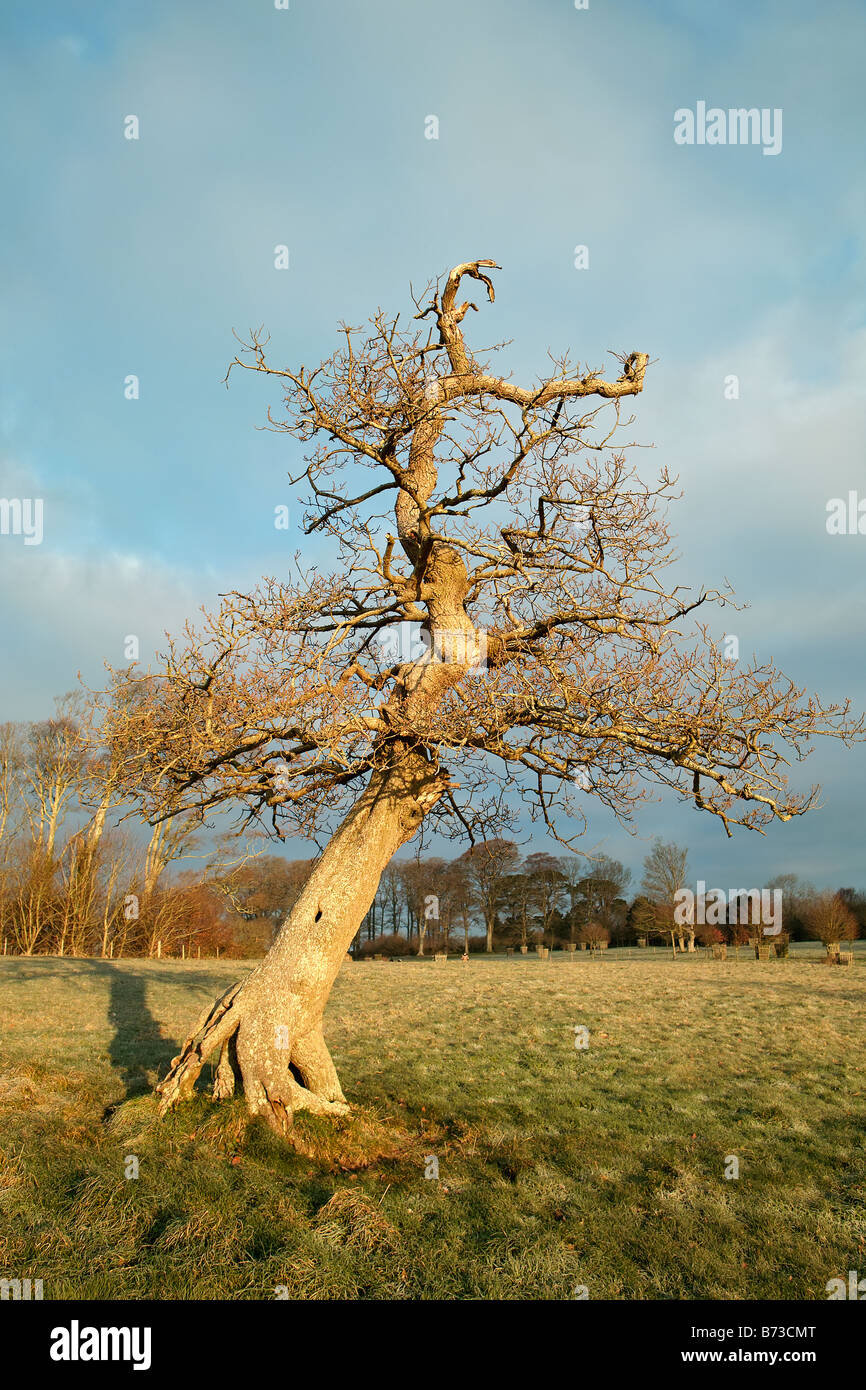 Un vecchio sfrondato quercia nella campagna inglese Foto Stock