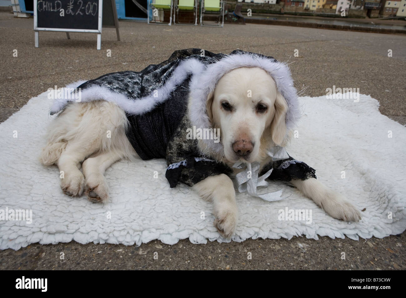 Whitby Goti Festival. Un cane vestito come un Goth sul lungomare. Goti provenienti da tutta Europa si riuniscono per i Goti festival Foto Stock