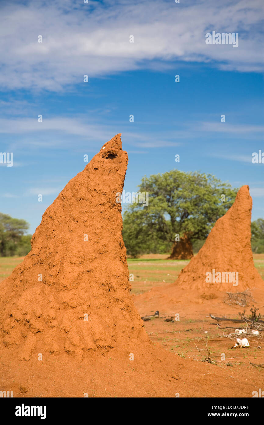 Colline della termite Foto Stock