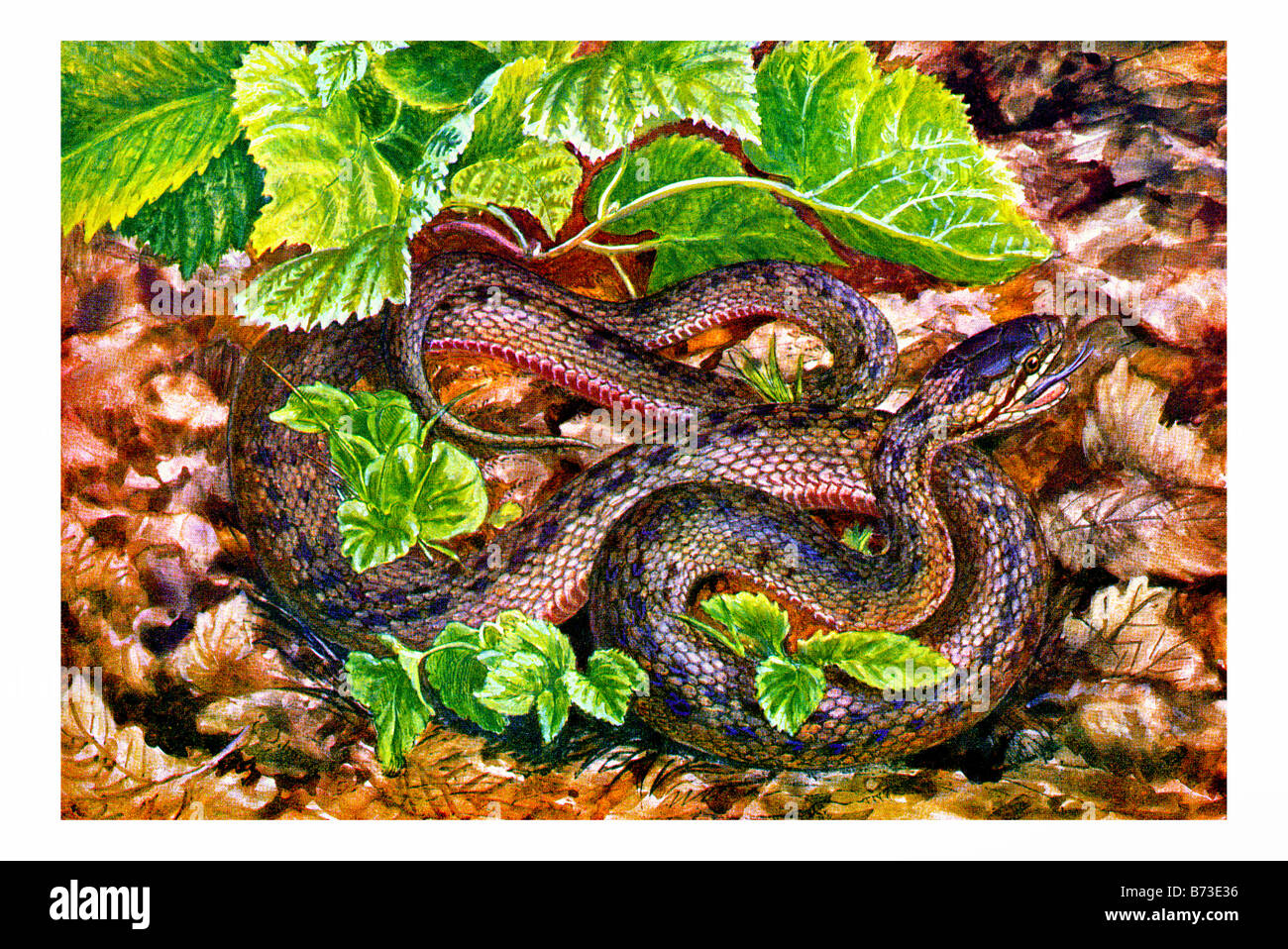 Illustrazione di un serpente liscia Foto Stock
