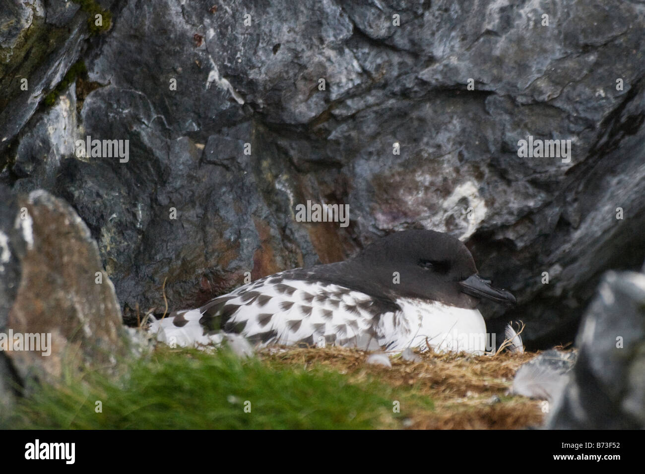 Petrel Cape-Painted (Daption capense) su roccia Paradise Bay Antartide Foto Stock
