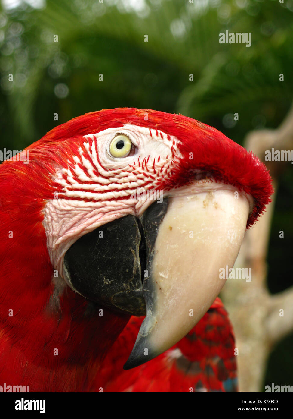 Scarlet Macaw (Ara macao) Foto Stock