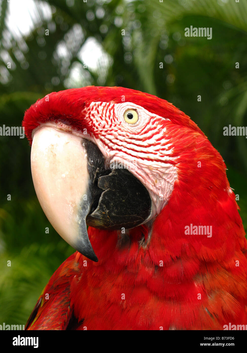 Scarlet Macaw (Ara macao) Foto Stock