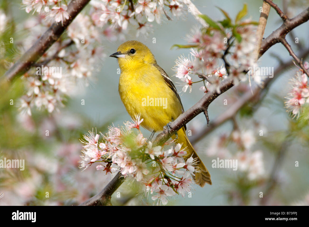 Frutteto femmina Rigogolo appollaiato in fiori di ciliegio Foto Stock